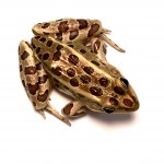 Live Frogs (Rana Pipiens)