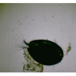 Ostracods