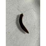 Planaria