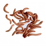 Tenebrio Larvae (Mealworms)