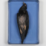 Pigeon (Preserved)