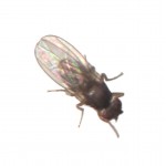 Drosophila virilis