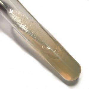 Aerobacter aerogenes