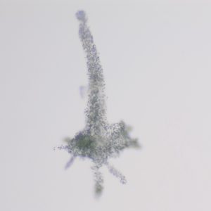 Amoeba Proteus