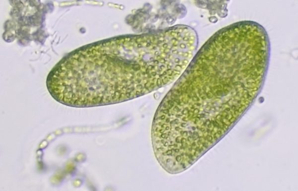 Paramecium Bursaria