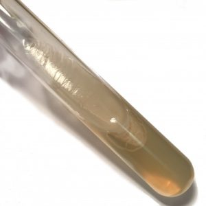 Bacillus Cereus