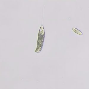 Peranema