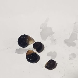 Ramshorn Snails