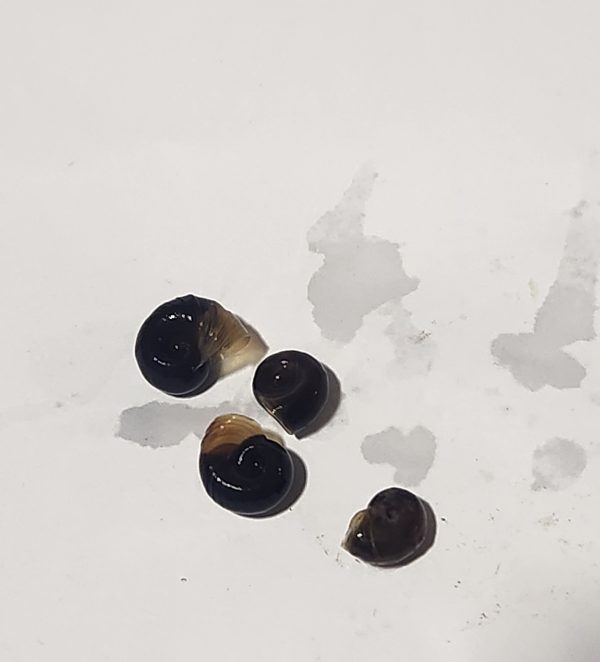 Ramshorn Snails