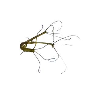 Hydra