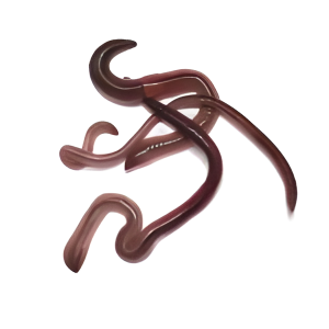 Earthworms