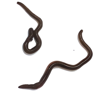 Red Worms