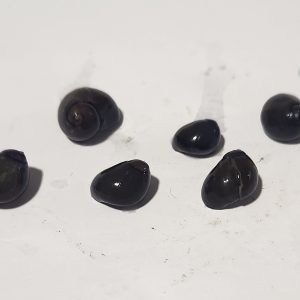 Pond Snails