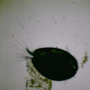 Ostracods