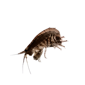 Amphipods