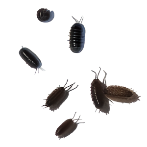 Isopod Comparison Set