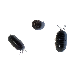 Pill Bugs