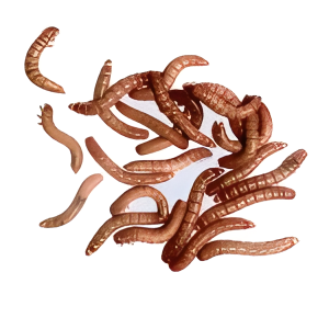 Tenebrio Larvae (Mealworms)