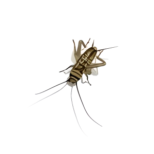 Crickets