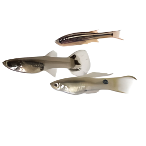 Guppies