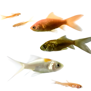 Rosey Reds & Goldfish