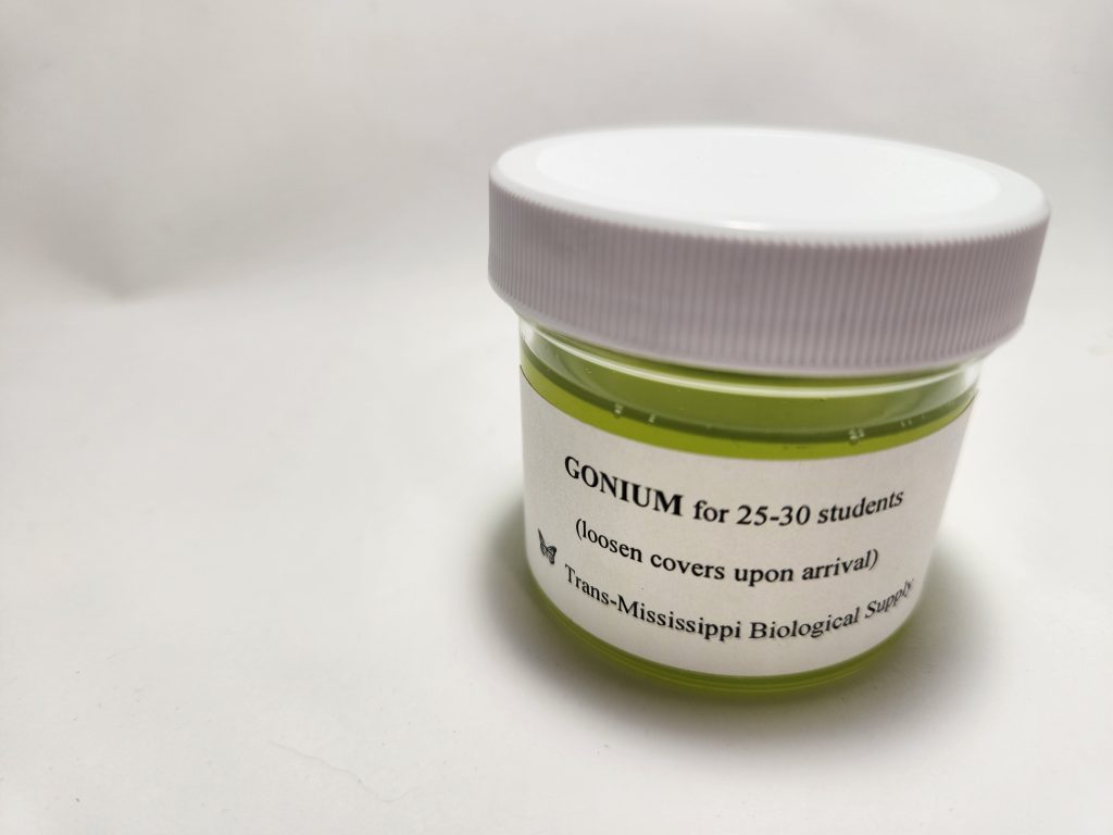 Gonium | Trans Mississippi Biological Supply | Isanti, MN