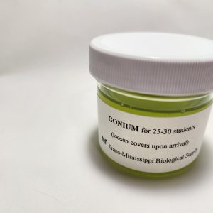 Gonium