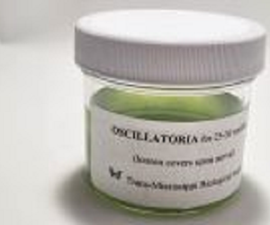 Oscillatoria