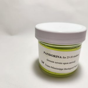 Pandorina