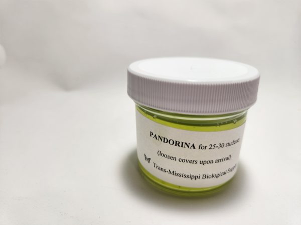Pandorina