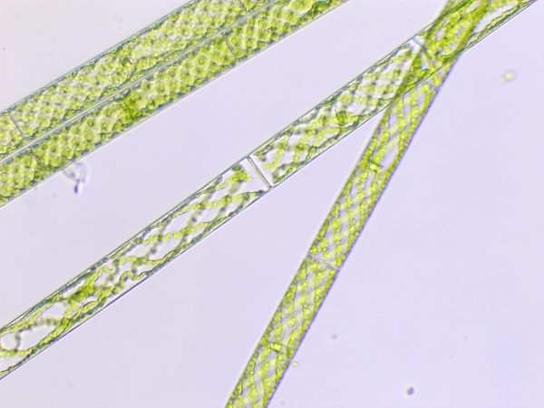 Spirogyra