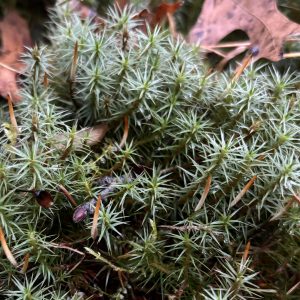 Moss, Polytrichum (Fruiting stage)