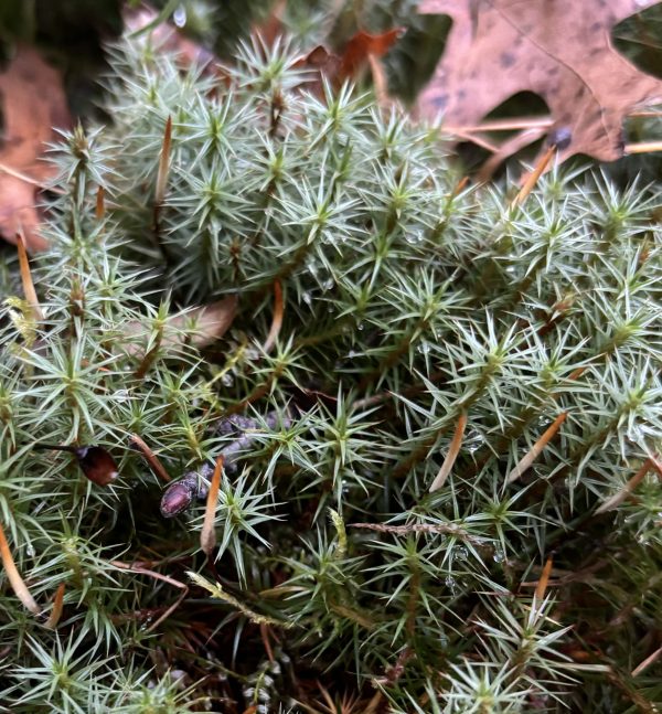 Moss, Polytrichum (Fruiting stage)