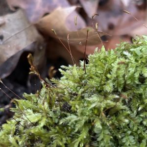 Moss, Fruiting Moss
