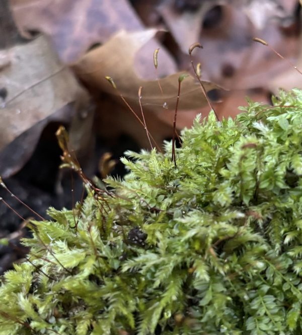 Moss, Fruiting Moss
