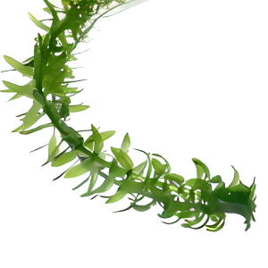 Elodea