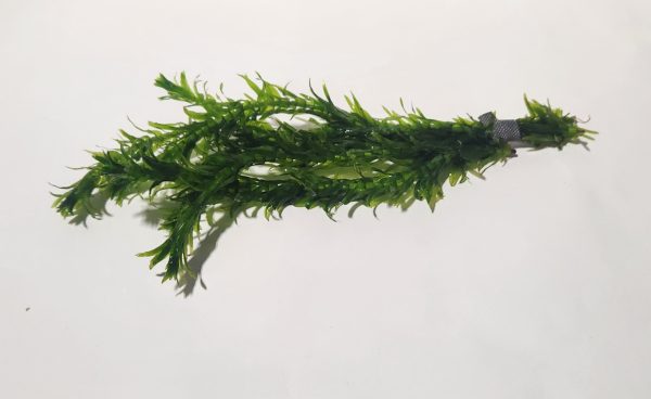 Elodea/Anacharis Bundles
