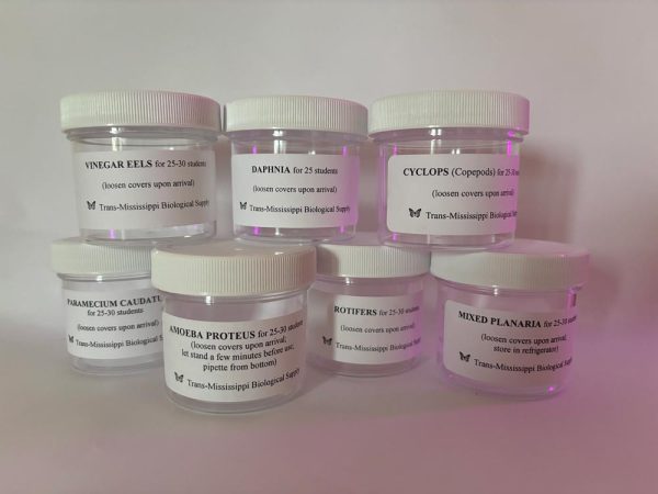 Invertebrate Set