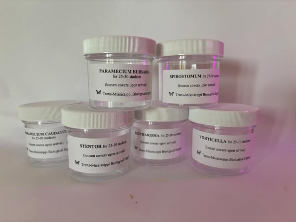 Ciliate Set with six protozoan cultures in labeled jars from TMBS