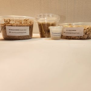 Insect Set