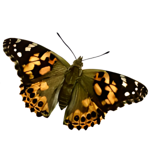 Butterfly Caterpillars, Painted Lady