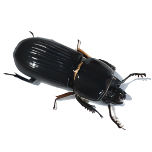 Bess Beetles