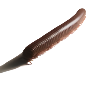 Millipedes