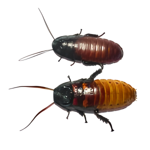 Madagascar Hissing Cockroaches
