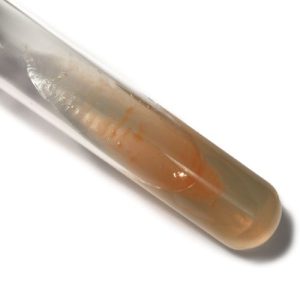Micrococcus Roseus