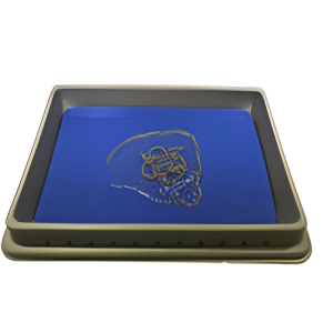 Aurelia (Common Jellyfish), 2-4" Plain