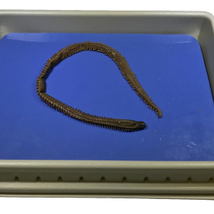 Nereis (Clam worms), 8-12"