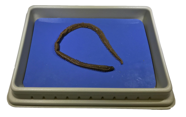 Nereis (Clam worms), 8-12"