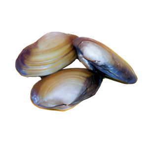 Clams, 3-4"