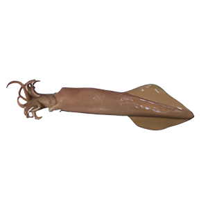 Squids, 5-8" Plain